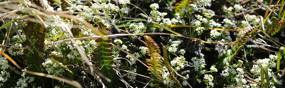 ANTARCTIC BEDSTRAW Galium antarcticicum